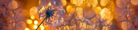 Кухонный фартук Мерцание Одуванчики золотистые 3 серебро в Юрге - yurga.katalogmebeli.com | фото